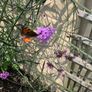 Verbena bonariensis Image 4