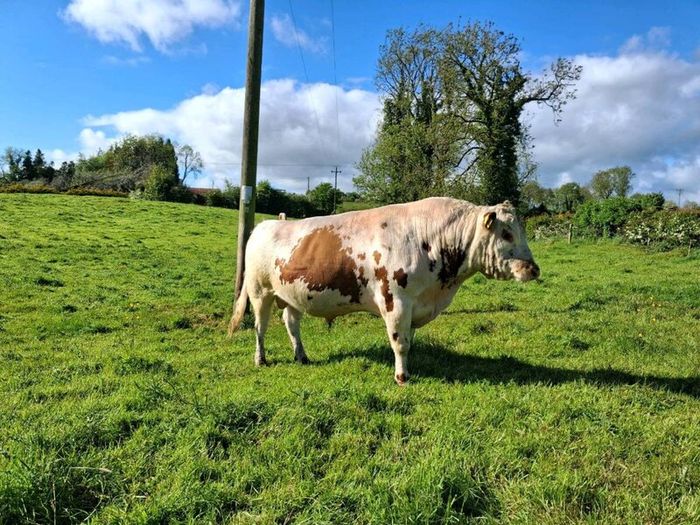Bull