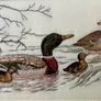 Vintage Cashs Framed Silk Woven Picture Art Mallard Ducks Family Image 3
