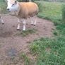 Pbnr Texel Ram lamb Image 2