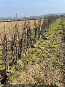 Apple tree saplings