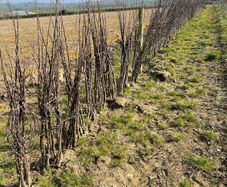 Apple tree saplings