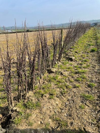Apple tree saplings
