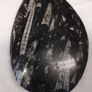 orthoceras fossil Image 3