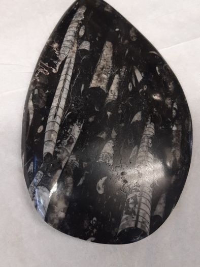 orthoceras fossil