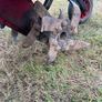 honda rotavator Image 4
