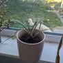 Free House plants Image 2