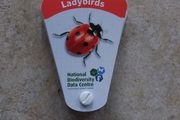 Ireland's Biodiversity Identification Swatch : Ladybirds
