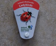 Ireland's Biodiversity Identification Swatch : Ladybirds