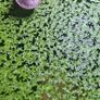 Aquarium plants Image 3