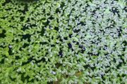 Aquarium plants