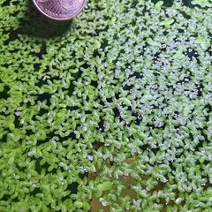 Aquarium plants