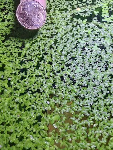 Aquarium plants