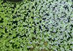 Aquarium plants