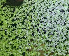 Aquarium plants