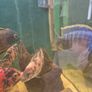220l fish tank Image 2