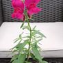 Antirrhinum (Snapdragon) Image 2
