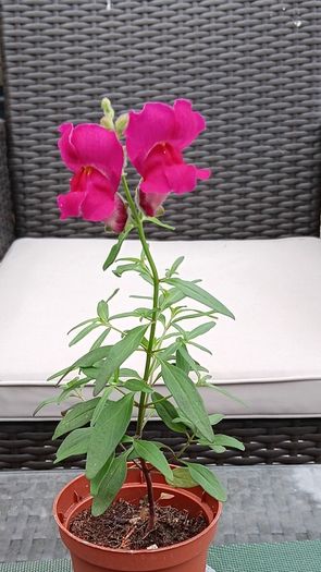 Antirrhinum (Snapdragon)