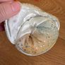 Hermit Crab stuffed animal Image 8