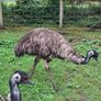 2 emus Image 3