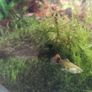 male guppys Image 3