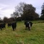 Cattle Image 4