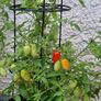 6 F1 Plum Tomatoe Seeds packs Image 2