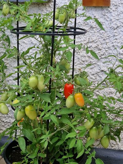 6 F1 Plum Tomatoe Seeds packs