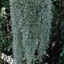 (D) Dihondra Silver Falls seeds (5) (415649) Image 2