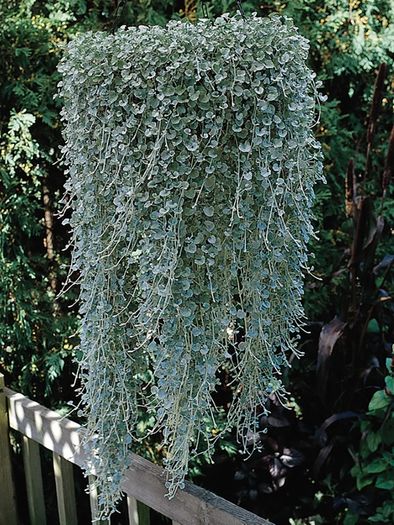 (D) Dihondra Silver Falls seeds (5) (415649)