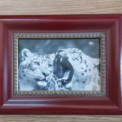 Photos framed 5