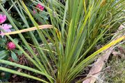 Palm trees (Cordyline Australis)