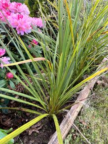 Palm trees (Cordyline Australis)