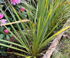 Palm trees (Cordyline Australis)