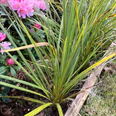 Palm trees (Cordyline Australis)