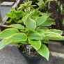 Hostas and other plants for sale Image 2
