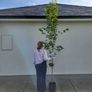 trees for sale Image 10