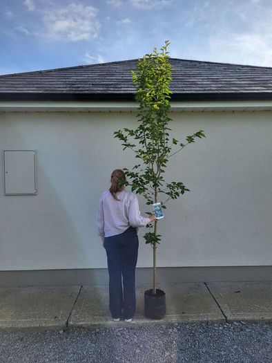 trees for sale