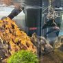 tank and stand Image 3