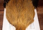 Whiting bramha rooster capes