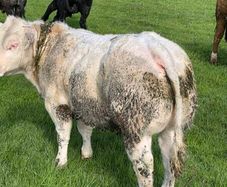 Shapey home bred bulls