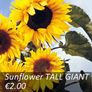 Sunflower seeds from only 1.00 euro Image 7