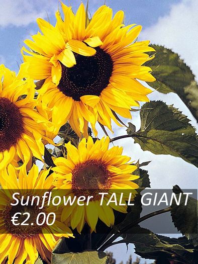 Sunflower seeds from only 1.00 euro