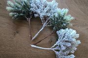 Christmas Picks