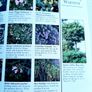 'Shrubs and Trees' Image 7