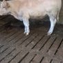 Heifer Image 4