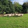 Ewes Image 4