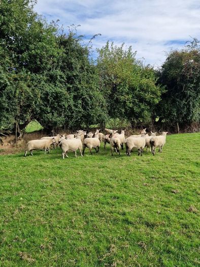 Ewes