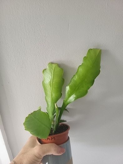 Beautiful Epiphyllum collectible rare cactus. Cuttings or young plant