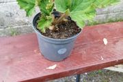 Begonia